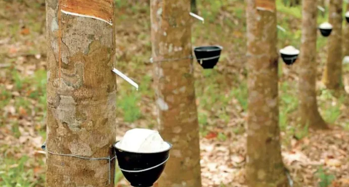 റബര്‍ വാര്‍ഷിക ഉത്പാദനത്തില്‍ വീണ്ടും ഇടിവ്; ഉപയോഗം 14 ലക്ഷം ടണ്ണിലേക്ക് കുതിച്ചുയര്‍ന്നു