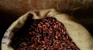 ആഗോള വിപണിയിൽ കൊക്കോ വില കുതിക്കുന്നു; രണ്ടര മാസത്തെ ഏറ്റവും ഉയർന്ന നിരക്കിൽ