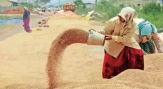 ബാങ്കുകൾ വായ്പ നിർത്തി; നെല്ല് സംഭരണം വൻ പ്രതിസന്ധിയിൽ