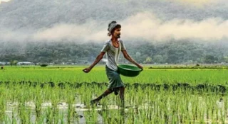 ഇന്ത്യയിലേക്കുള്ള രാസവളം ഇറക്കുമതി കുറഞ്ഞു; ജൈവവളത്തിലേക്ക് തിരികെയെത്തി കര്‍ഷകര്‍