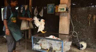 കോഴി ഇറച്ചിക്ക് പൊള്ളും വില, വിൽപ്പന താഴോട്ട്