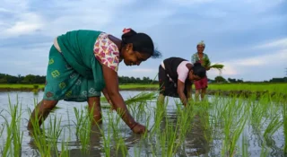 എൽനിനോ: ഇന്ത്യൻ കാർഷികമേഖലയിൽ അപകടമുന്നറിയിപ്പുമായി യുഎൻ