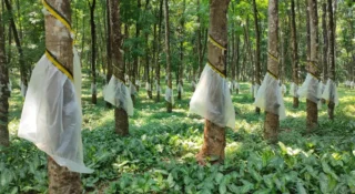 കേരളത്തിലെ റബര്‍ വില അന്താരാഷ്ട്ര വിപണിയെ മറികടന്നു; വീണ്ടും സജീവമായി തോട്ടങ്ങള്‍