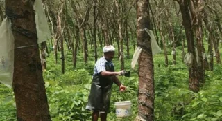 റബർവില വീണ്ടും 300 രൂപയിലേക്ക്; ലാറ്റക്സിന് എക്കാലത്തെയും ഉയർന്ന വില