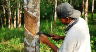 സംസ്ഥാനത്തെ റബര്‍ മേഖലയില്‍ പ്രതിസന്ധിയായി ടാപ്പിംഗ് തൊഴിലാളി ക്ഷാമം