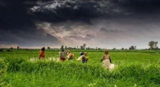 പയറുവർഗ്ഗ ഗവേഷണ പദ്ധതികളിലെ വൈകിപ്പിക്കൽ: കൃഷി മന്ത്രാലയത്തോട് വിശദീകരണം തേടി ക്യാബിനറ്റ് സെക്രട്ടറിയേറ്റ്