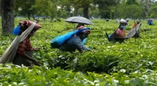 കാലാവസ്ഥ വ്യതിയാനം: സംസ്ഥാനത്ത് തേയില, കൊളുന്ത് ഉൽപാദനത്തിൽ ഇടിവ്